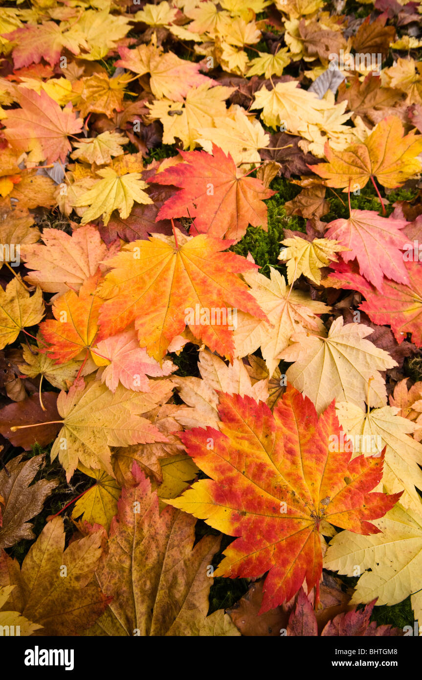 Beautiful autumn leaves surrey uk hi-res stock photography and images ...