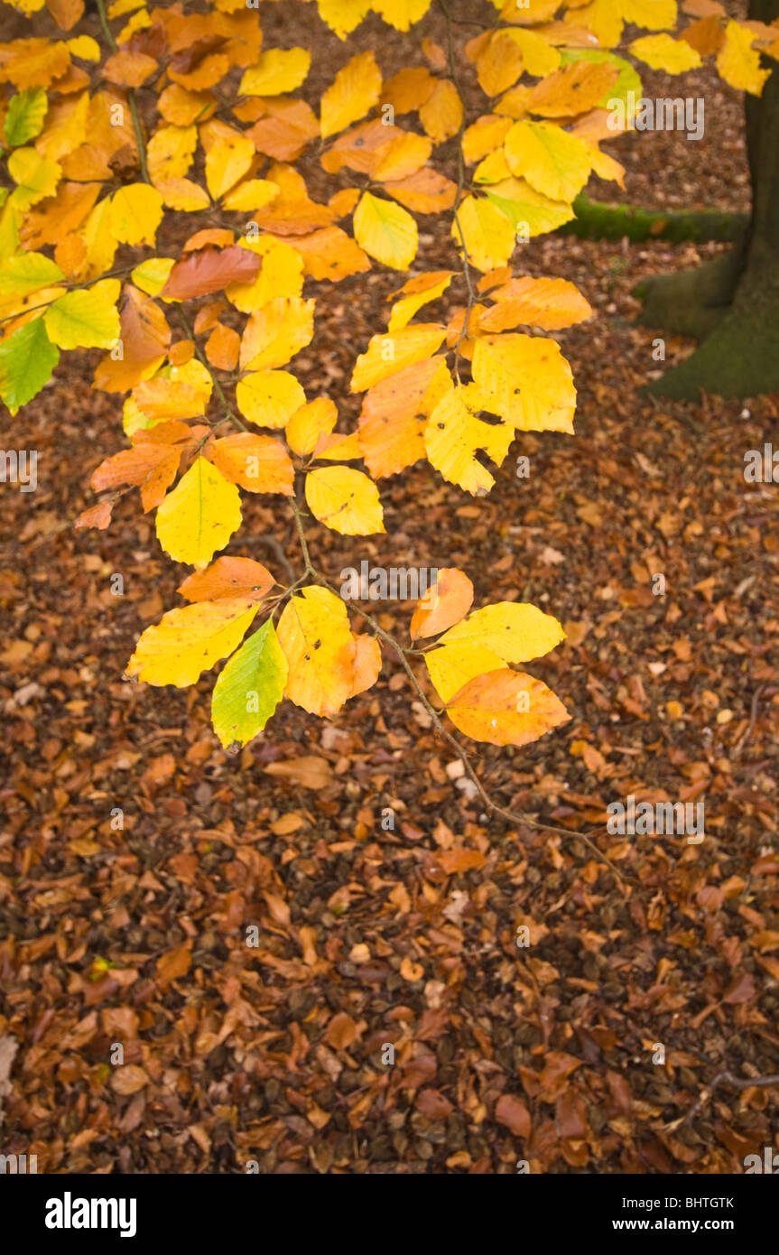Autumn leaves surrey hi-res stock photography and images - Alamy