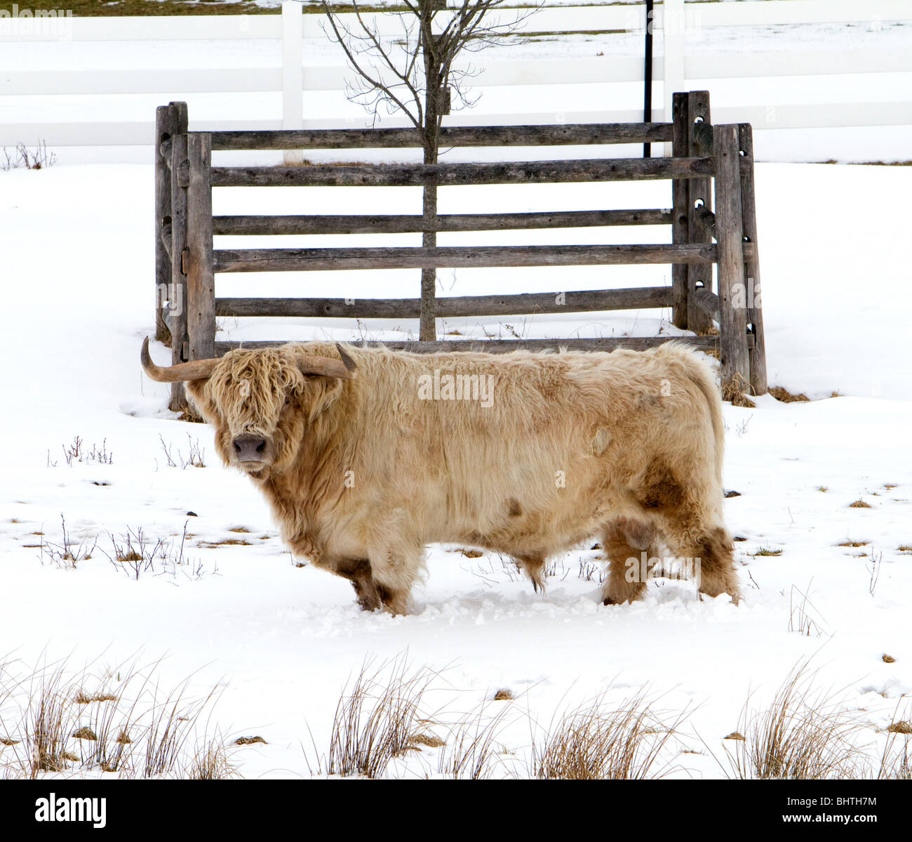 Scotland highland cattle in snow. Stock Photo