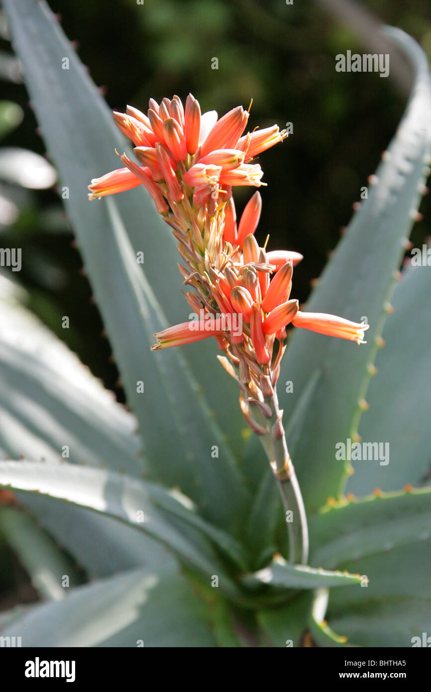Aloe longifolia, Asphodelaceae (Aloaceae), South Africa Stock Photo