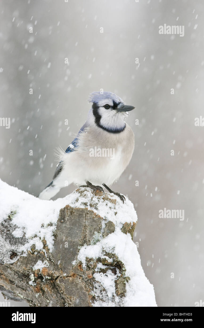 Blue Jay perched in snow - vertical Stock Photo