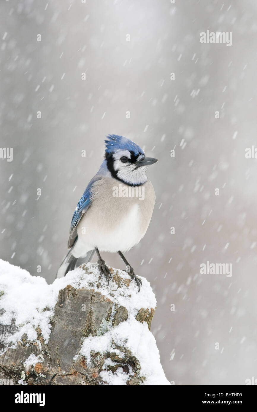 Blue Jay perched in snow - vertical Stock Photo