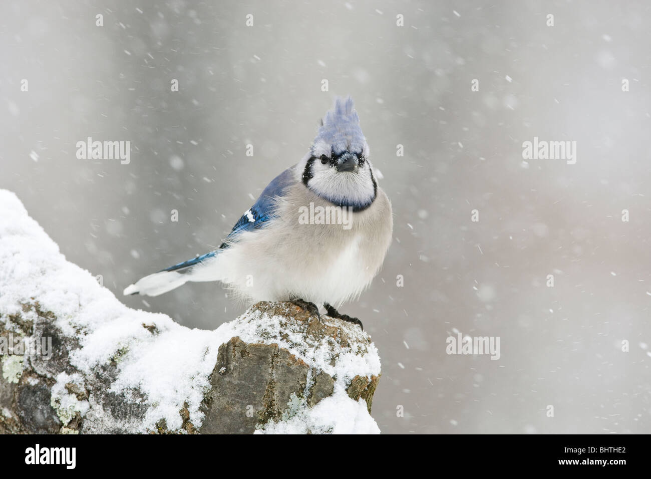 Blue Jay perched in Snow Stock Photo