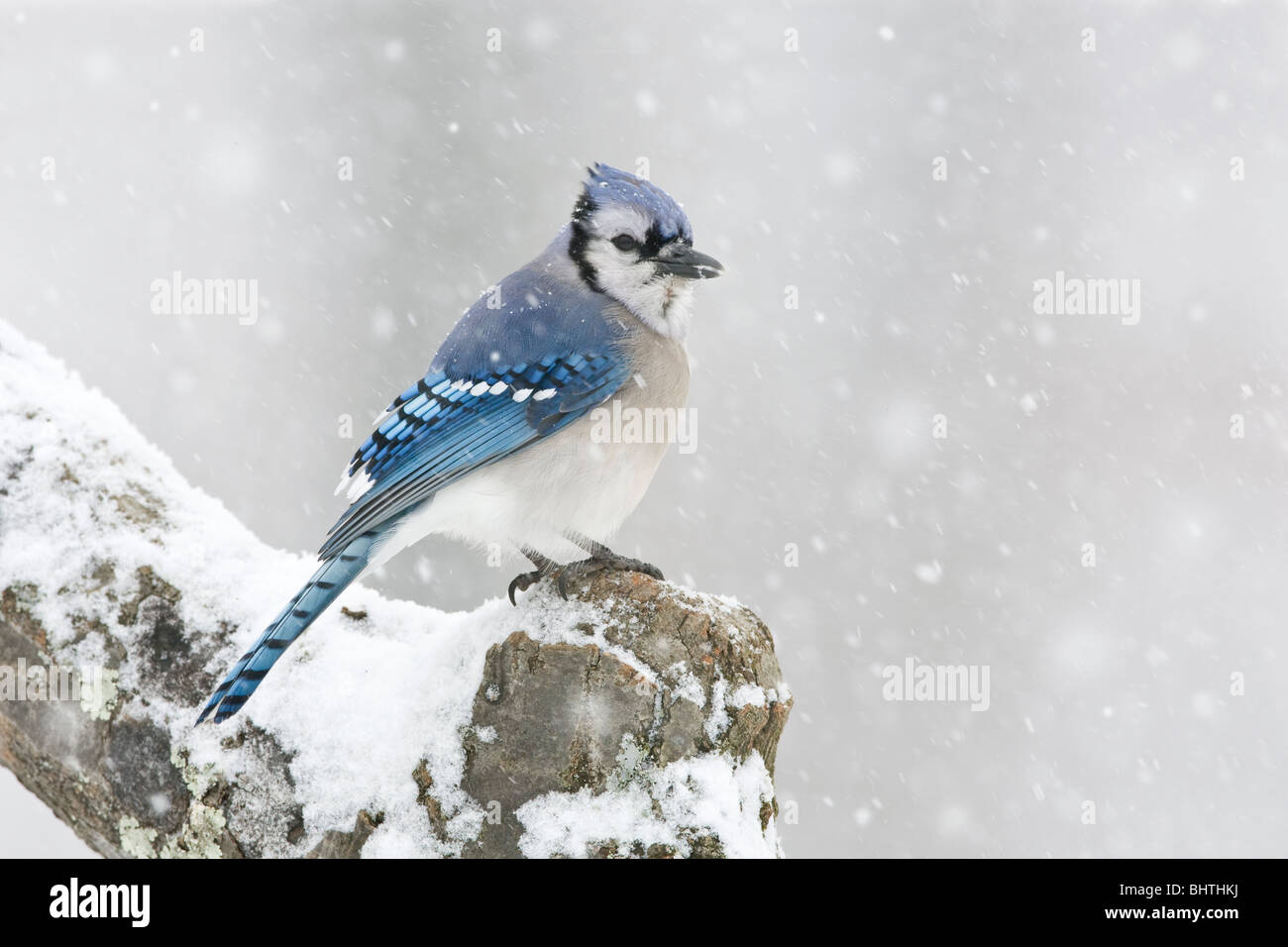 Blue Jay perched in falling snow Stock Photo