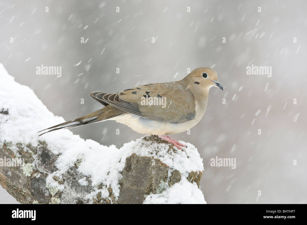 Mourning Dove perched in falling snow Stock Photo - Alamy
