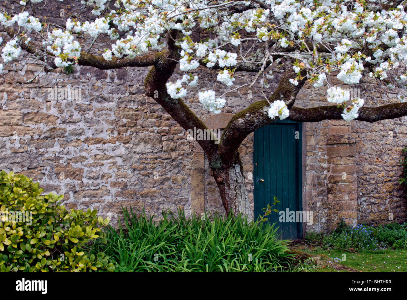 Apple tree in full blossom Stock Photo - Alamy