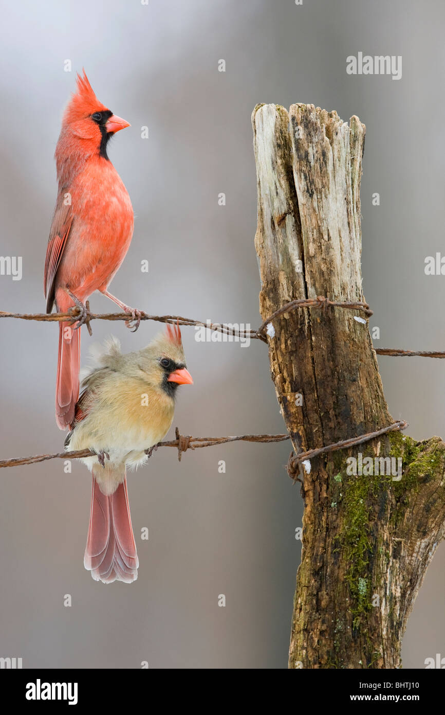 Bird On Fence High Resolution Stock Photography and Images - Alamy