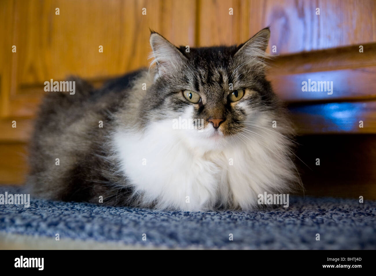 A comfortable Maine Coon Stock Photo - Alamy