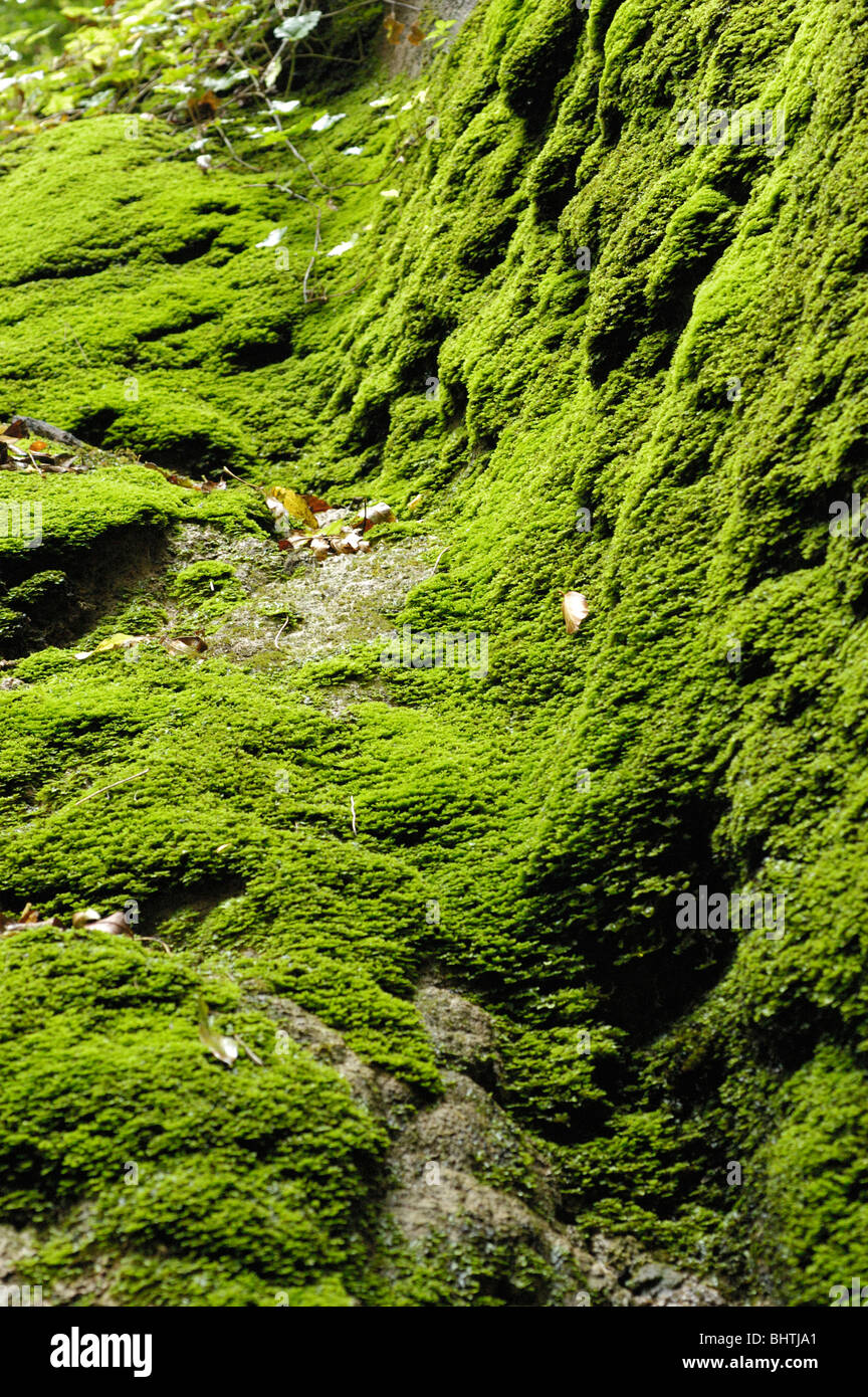 Pellia endiviifolia, a liverwort, encrusting a rock wall Stock Photo