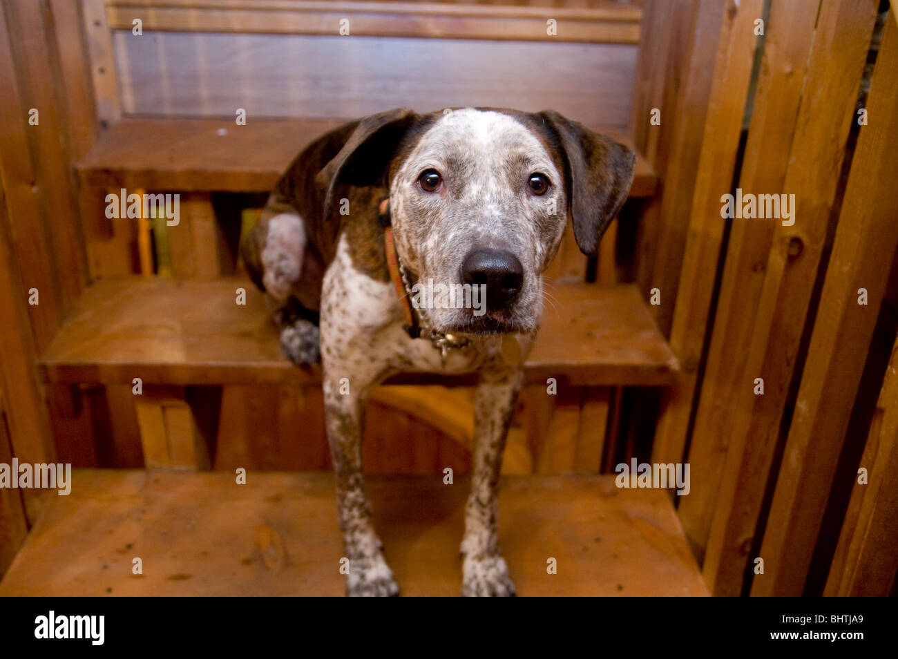 A dog sits and stands on wooden steps. Stock Photo
