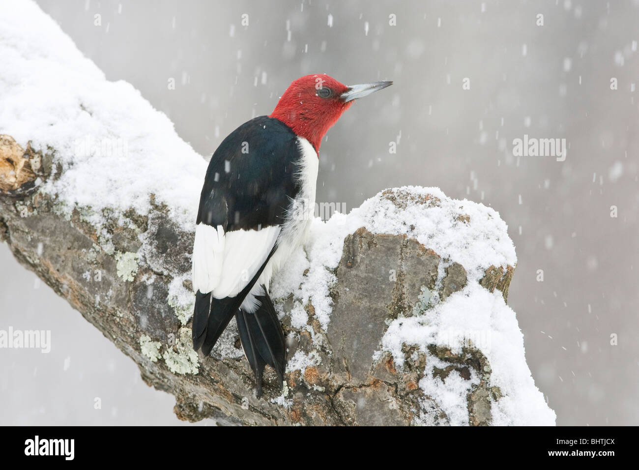 Red-headed Woodpecker perched in Snow Stock Photo