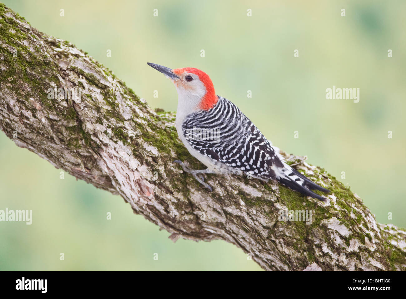 Red-bellied Woodpecker perched on Grape Vine Stock Photo