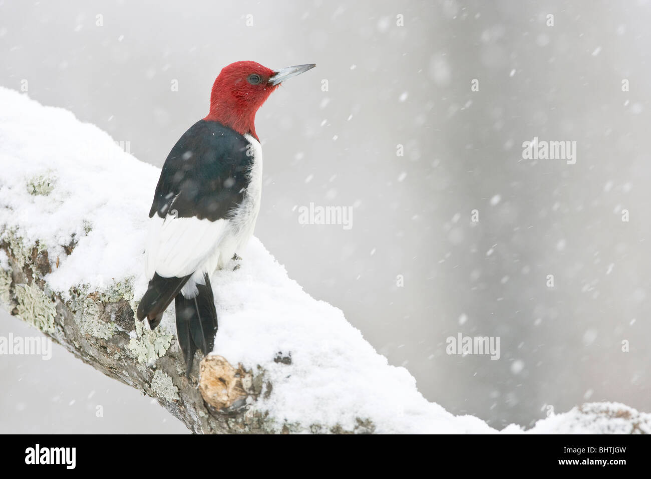 Red-headed Woodpecker perched in Snow Stock Photo
