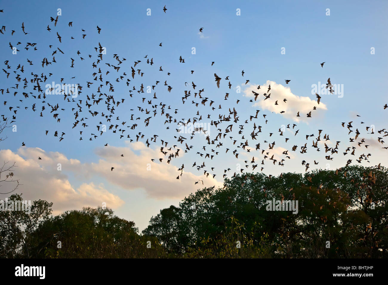Mexican Freetail bats Tadarida brasiliensis in flight over trees at Bracken Cave Texas USA Stock Photo