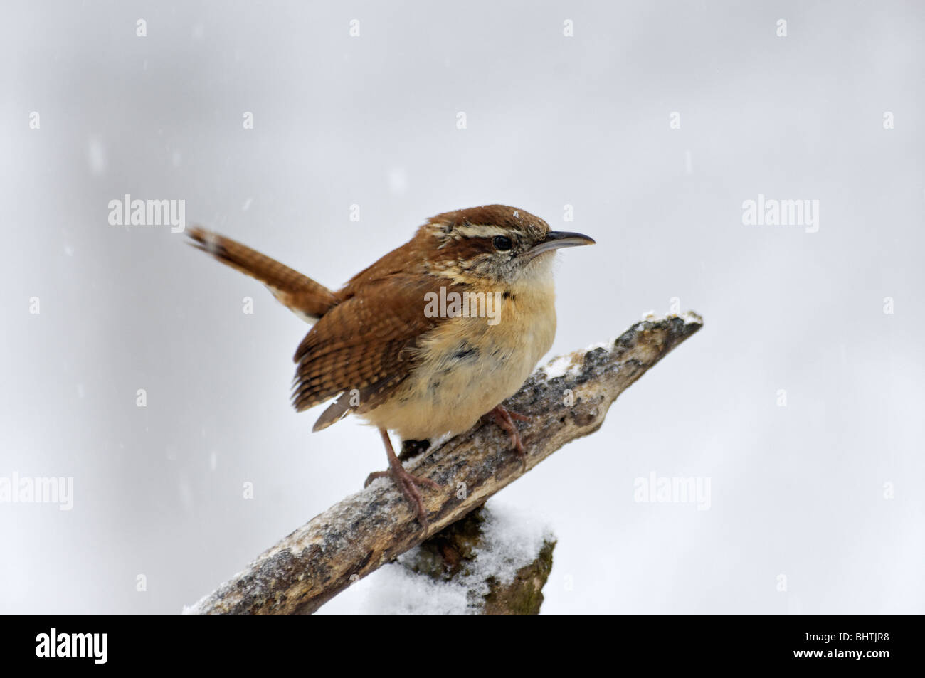 Carolina Wren Perched on Branch in Snow Stock Photo