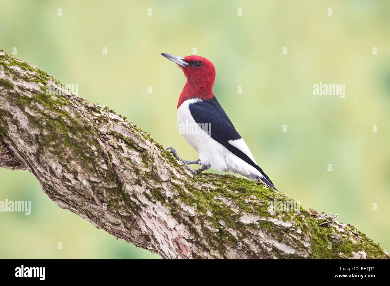 Red-headed Woodpecker perched on Twisted Vine Stock Photo