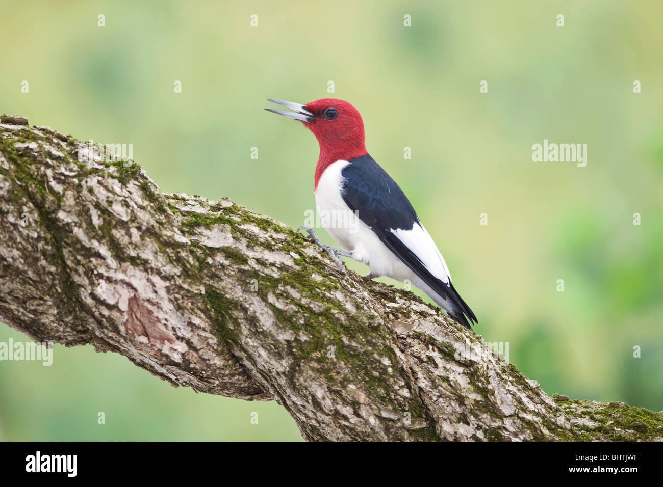 Red-headed Woodpecker perched on Twisted Grape Vine Stock Photo
