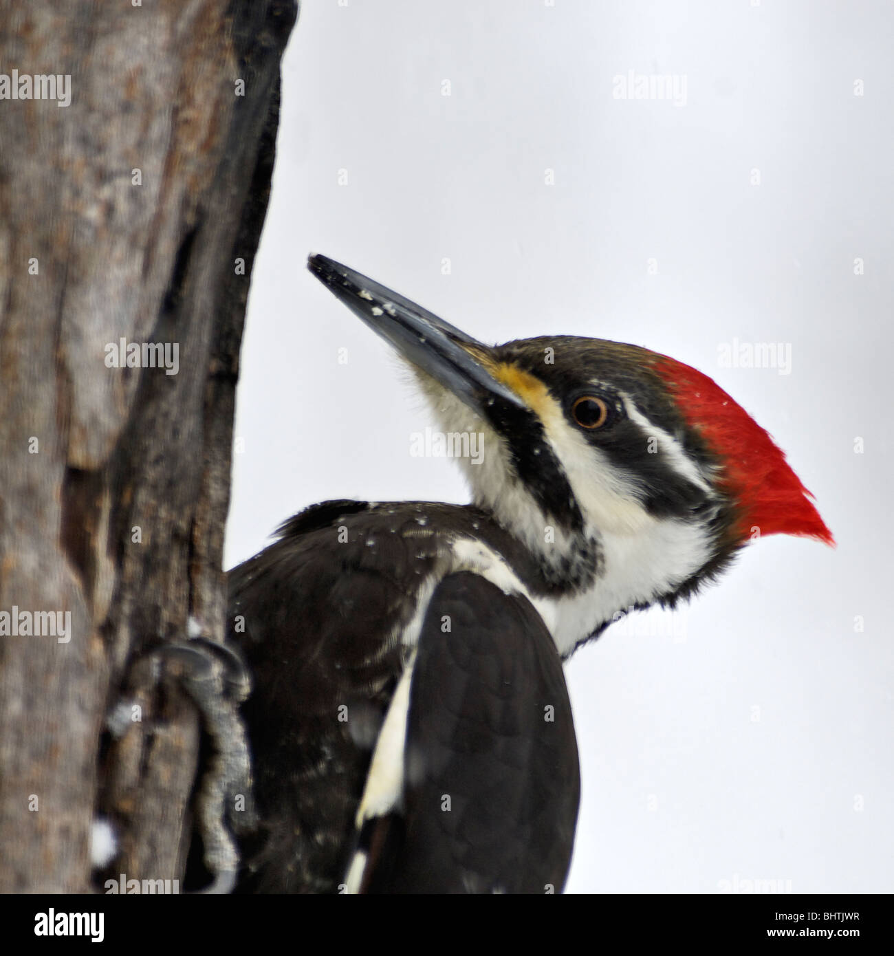 Head Shot of Pileated Woodpecker On Dead Tree in Indiana Stock Photo