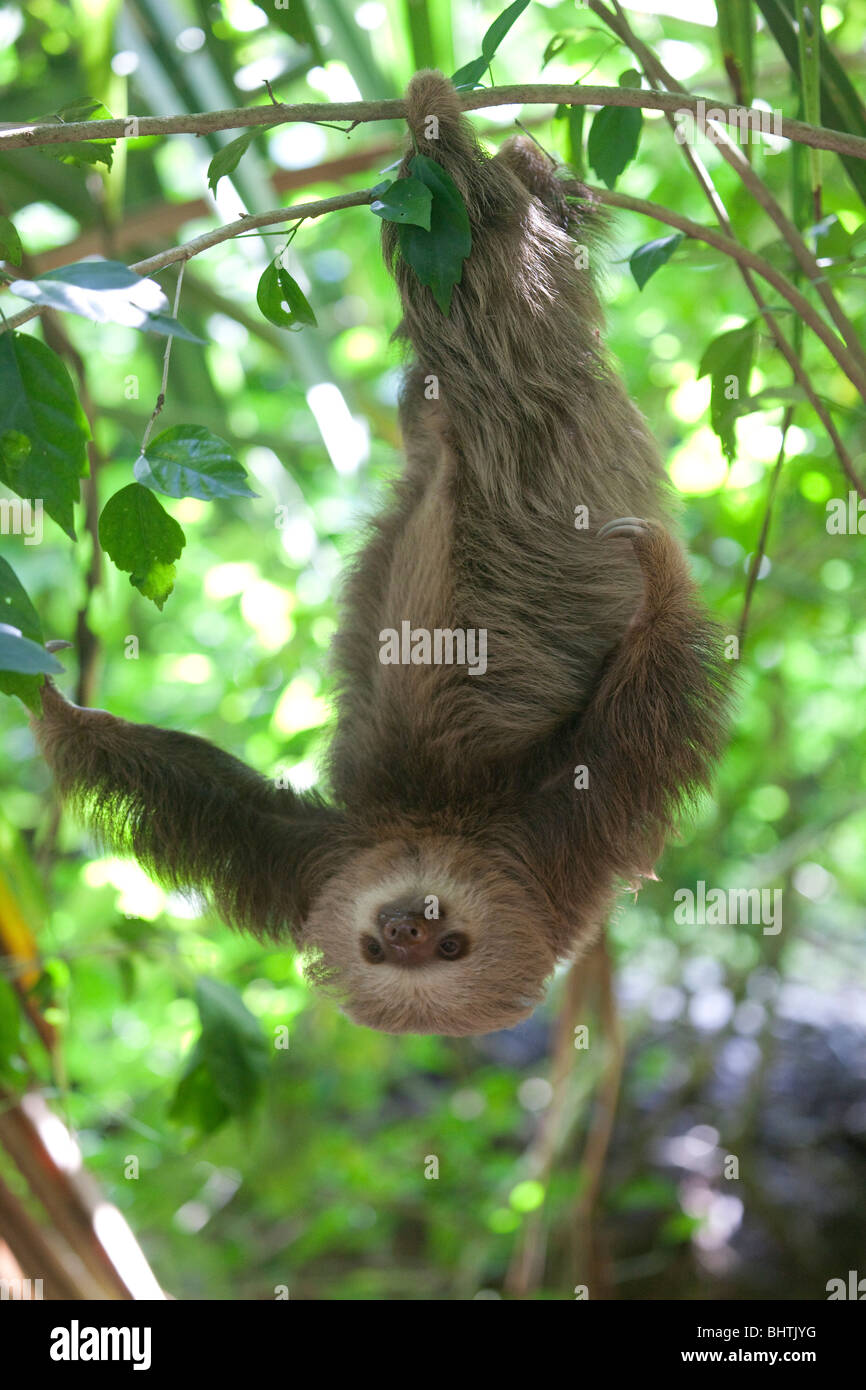 Pale-throated three toed Sloth in Costa Rica Stock Photo - Alamy