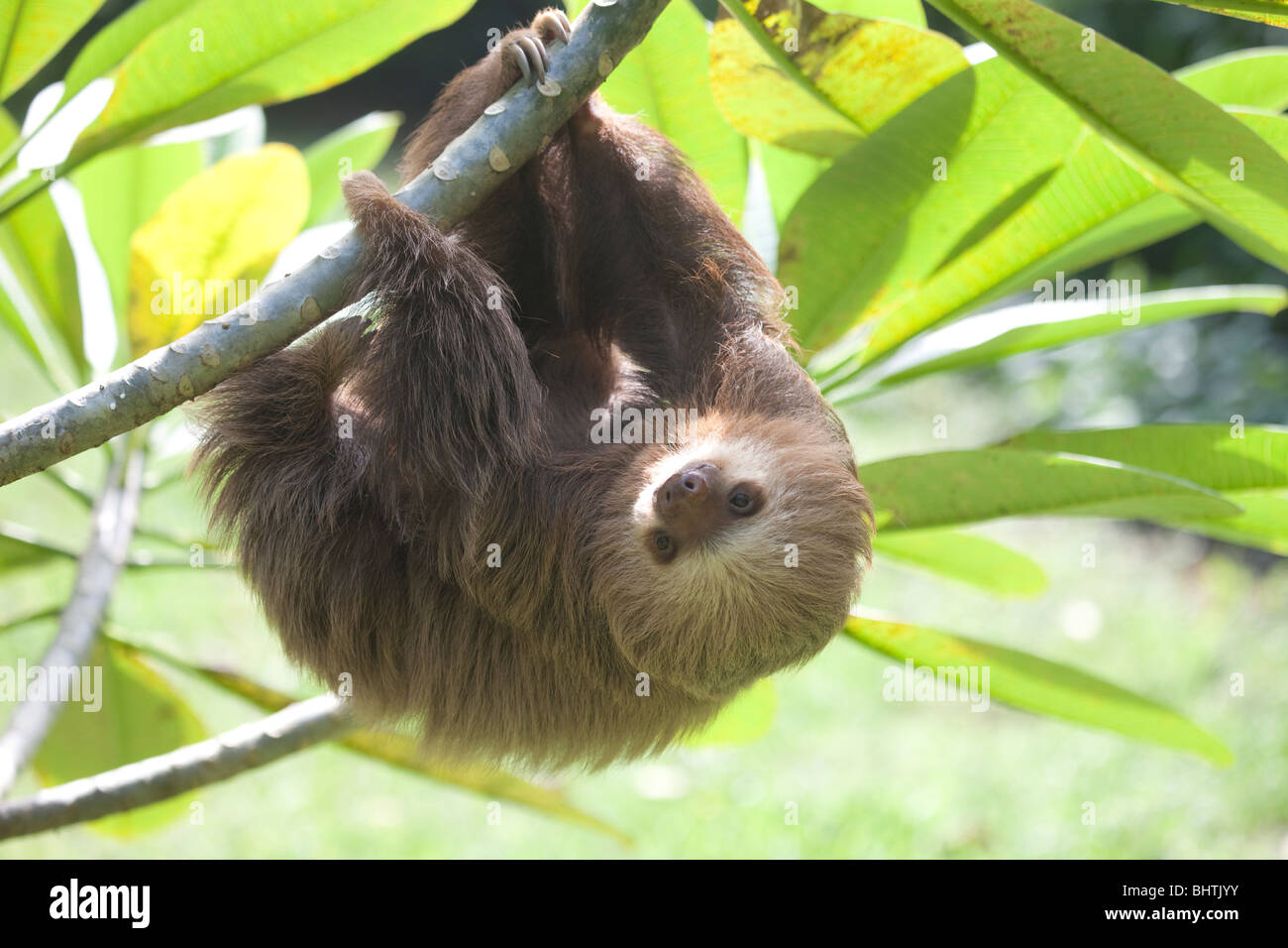Pale-throated three toed Sloth in Costa Rica Stock Photo