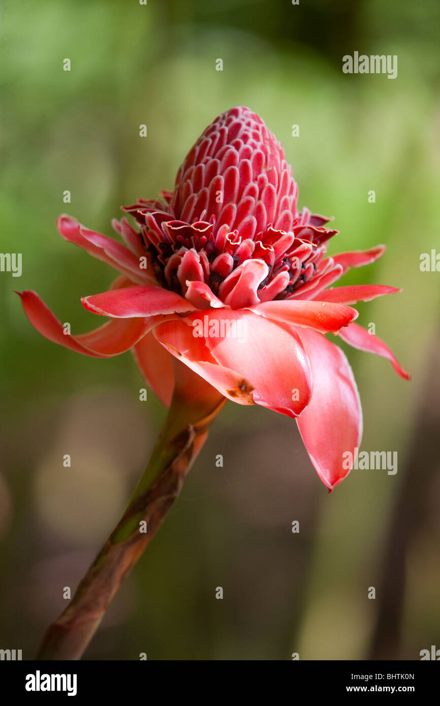 Red torch ginger, Costa Rica Stock Photo