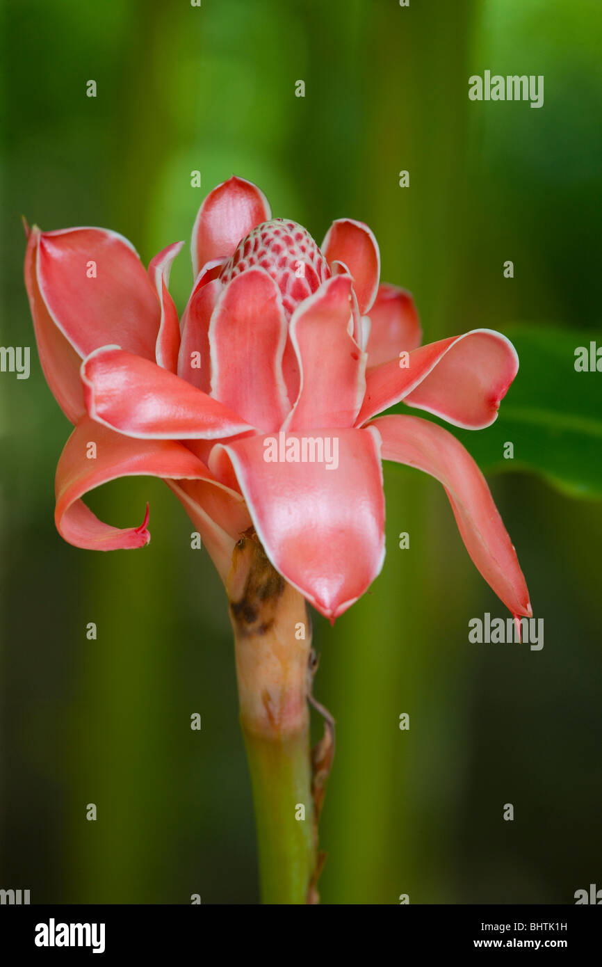 Red torch ginger, Costa Rica Stock Photo Alamy