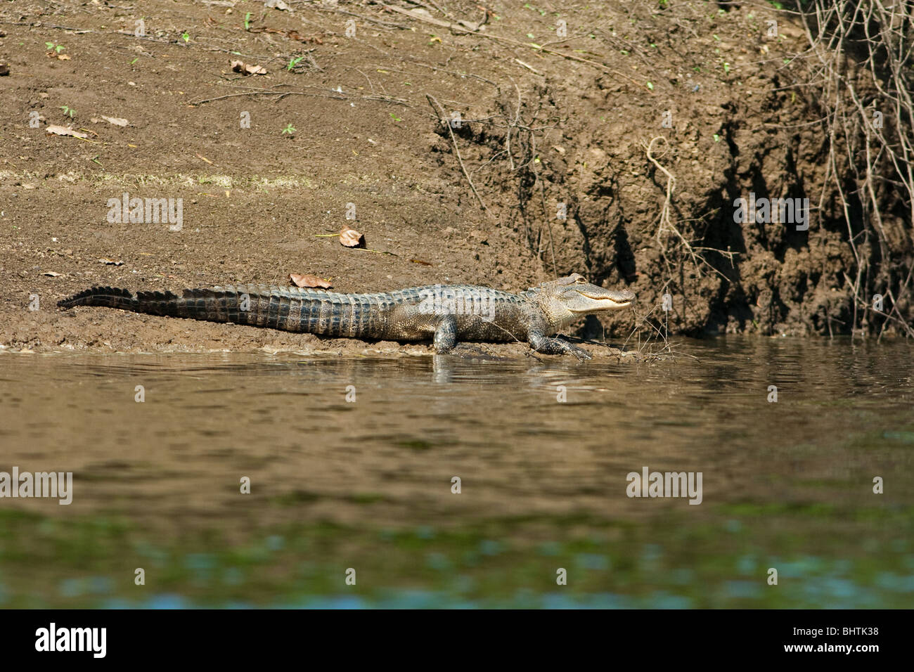 Alligator "Alligator sinensis" Stock Photo