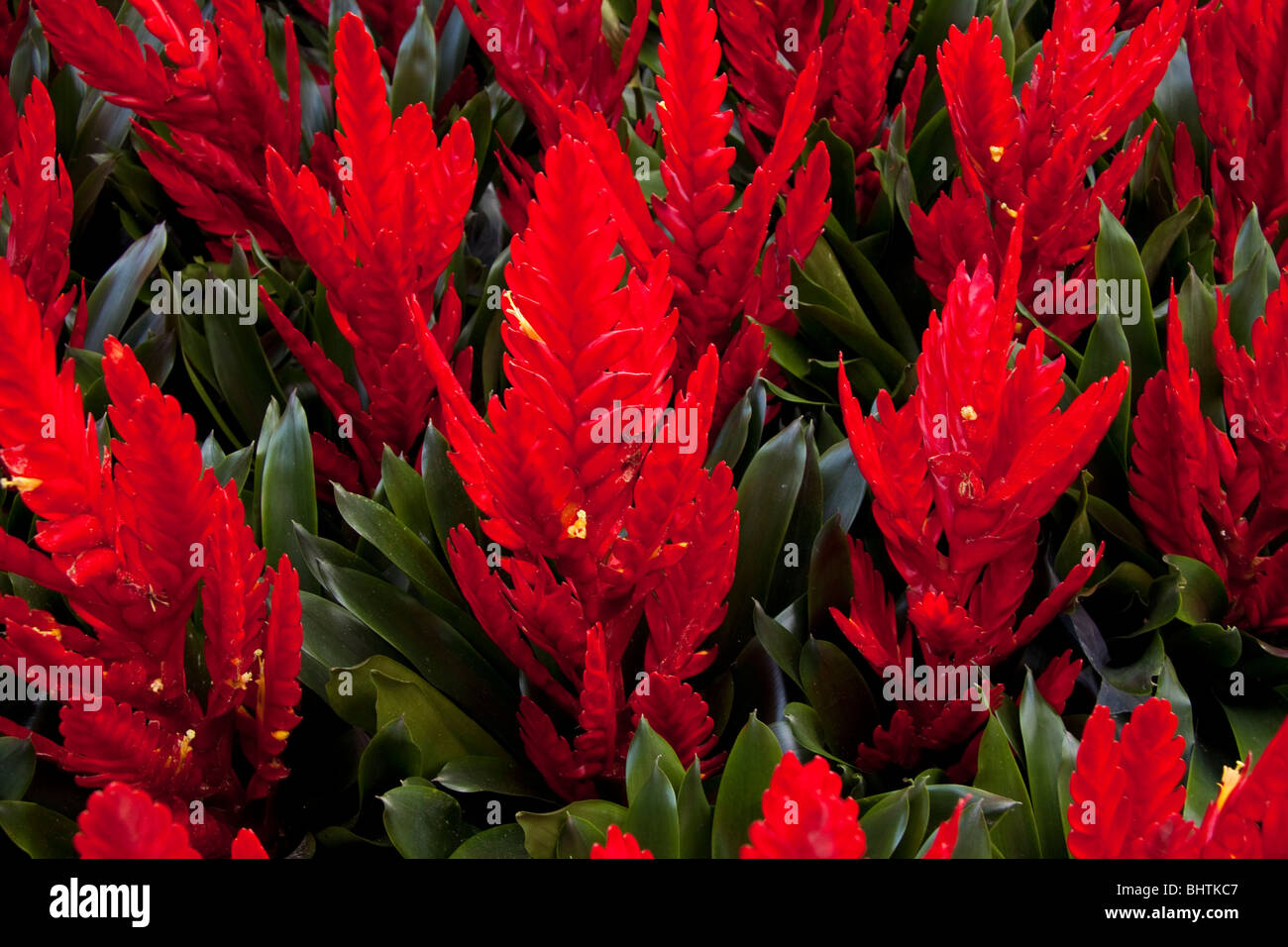 flaming red plants at the farmers market Stock Photo