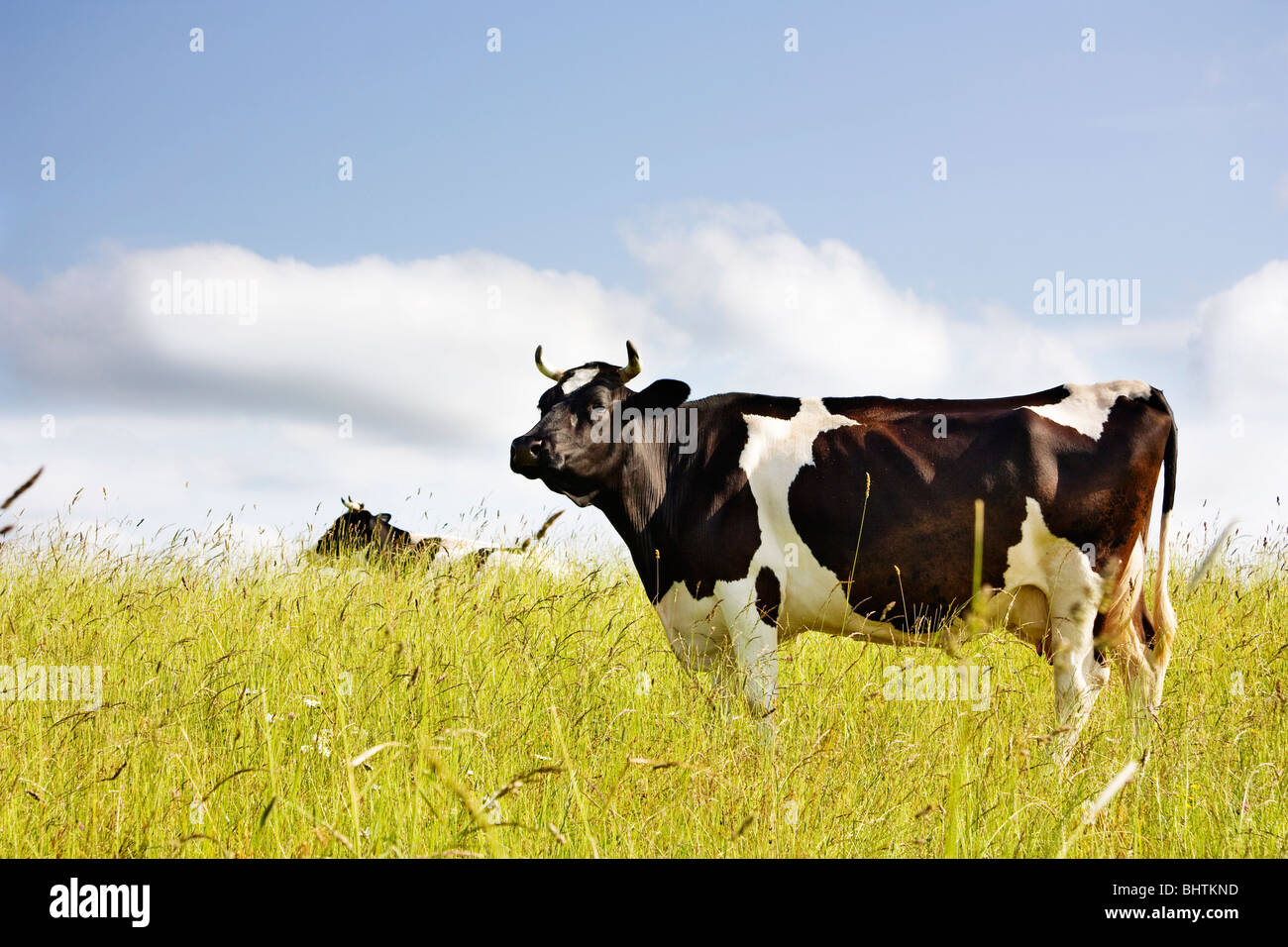 cow on the meadow Stock Photo - Alamy