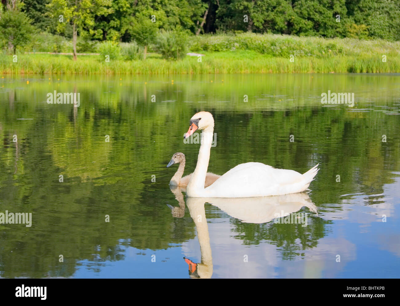 swan and young Stock Photo