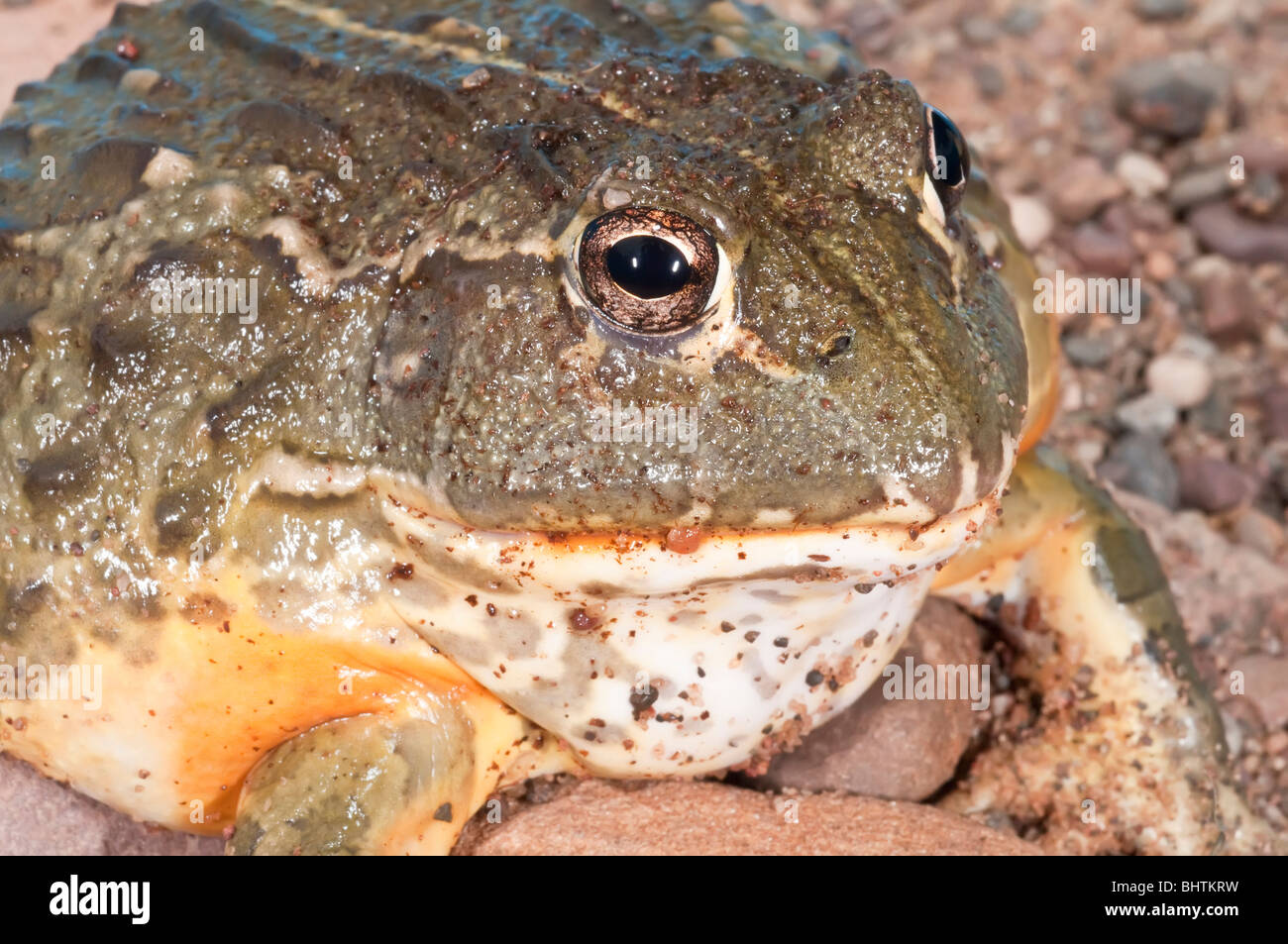 African bullfrog, Pyxicephalus adspersus, aggressive amphibian native to southern Africa Stock Photo