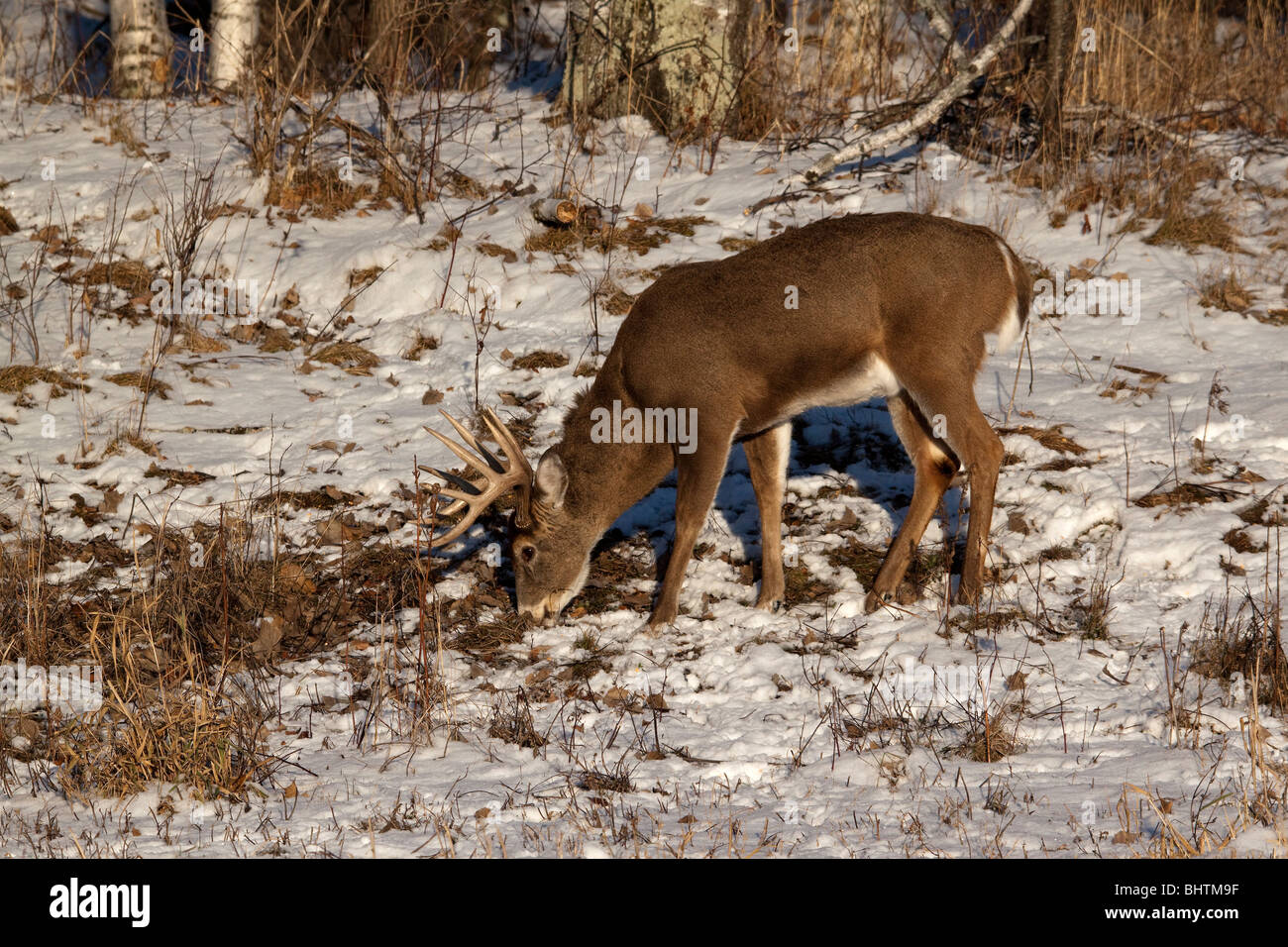 Whitetailed deer in winter Stock Photo Alamy