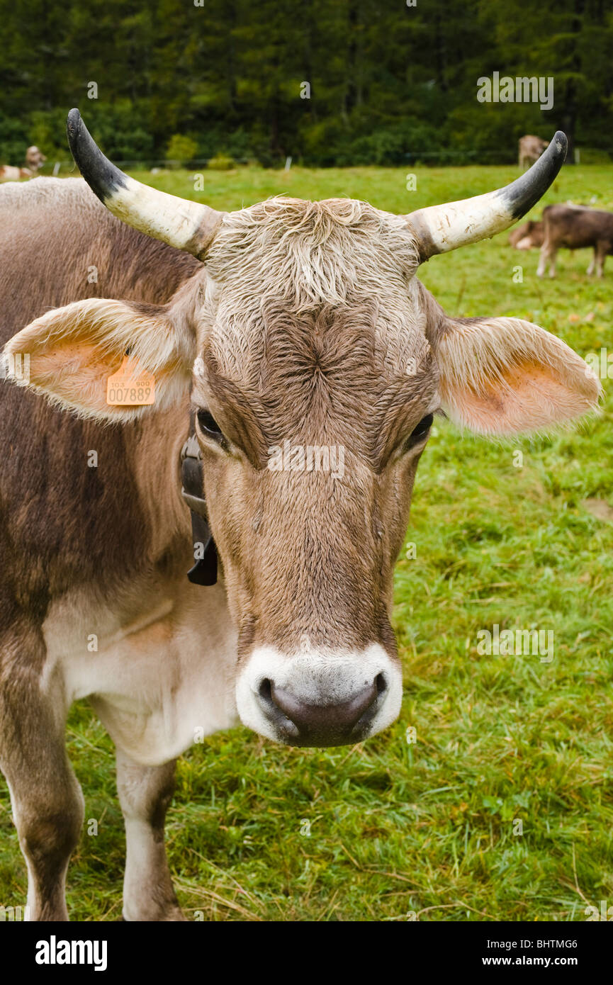 Brown swiss cow hires stock photography and images Alamy