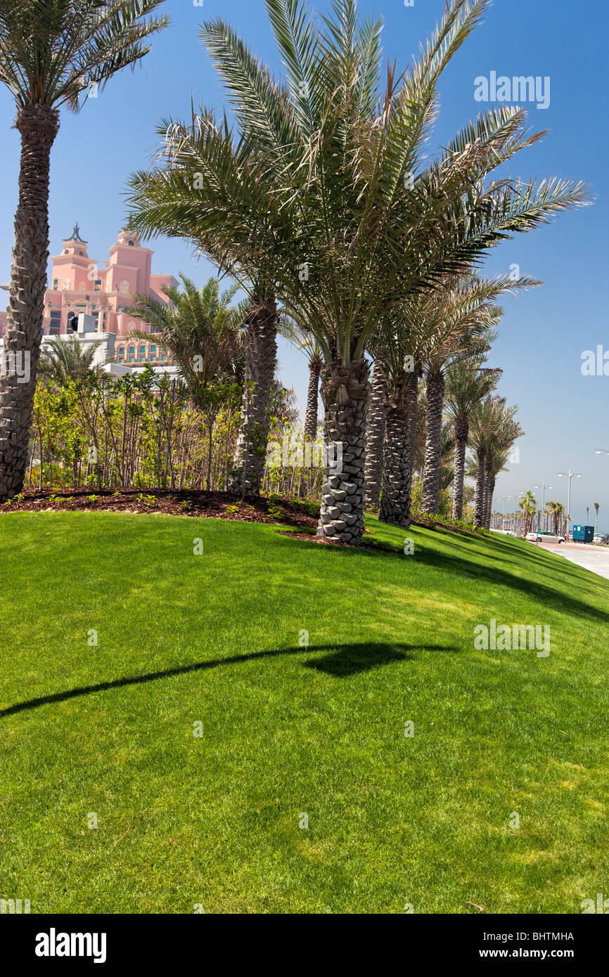 Palm Tree Uae High Resolution Stock Photography and Images Alamy