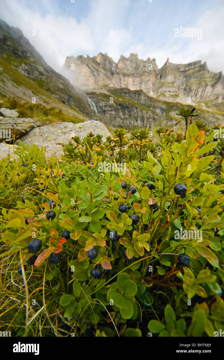 Close-up of bilberry fruit and foliage in Val Buscagna, Parco Naturale Veglia Devero, Piemonte, Italy Stock Photo
