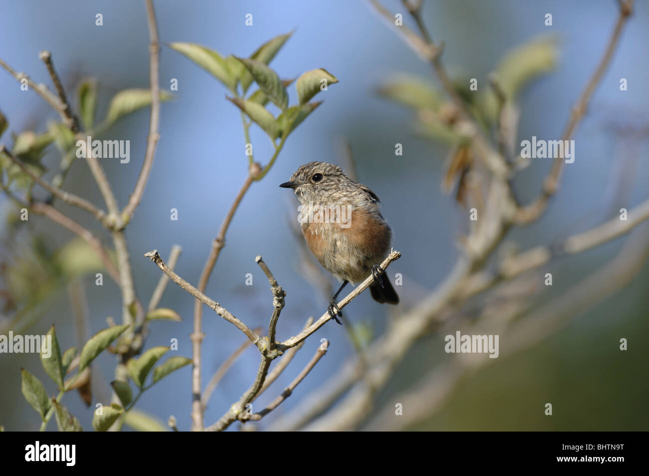 Stonechat Saxicola torquata juvenile in Elder tree. Dorset, UK. Stock Photo