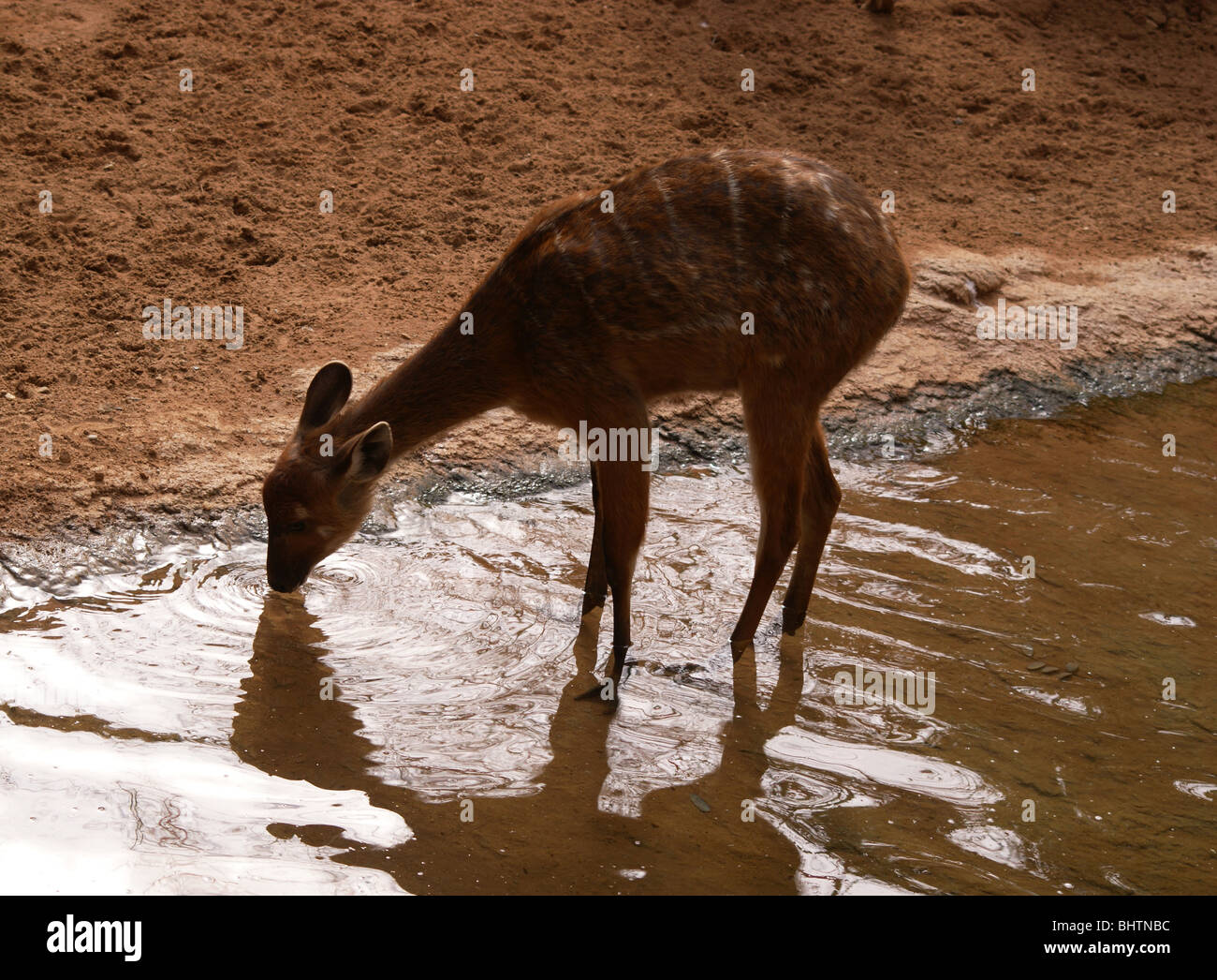 INDIAN MUNTJAK BABY DEER DRINKING WATER FROM A STREAM Stock Photo - Alamy