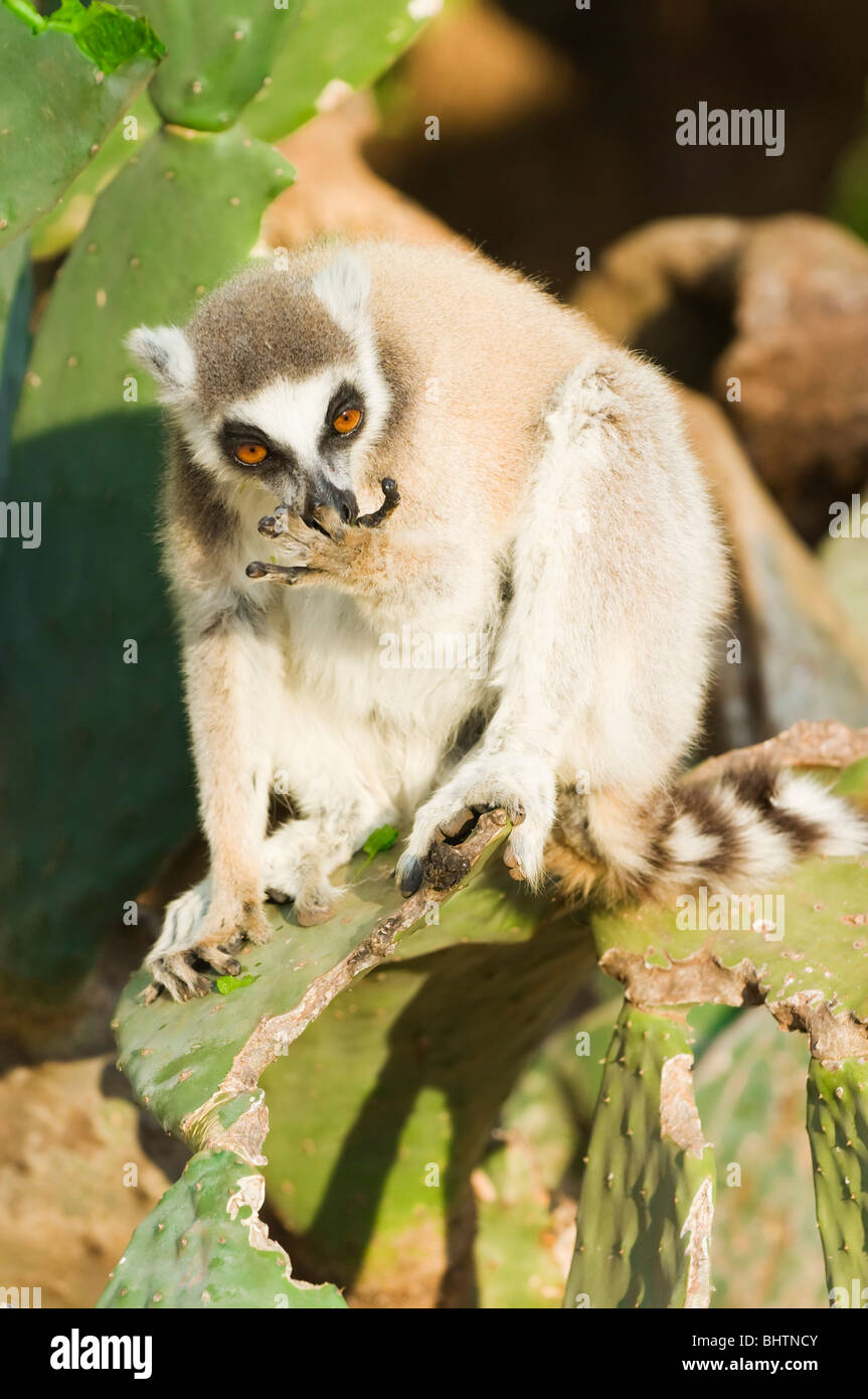 Ring-tailed Lemur (Lemur catta) on cactus, Near Threatened, Berenty nature reserve, Madagascar Stock Photo