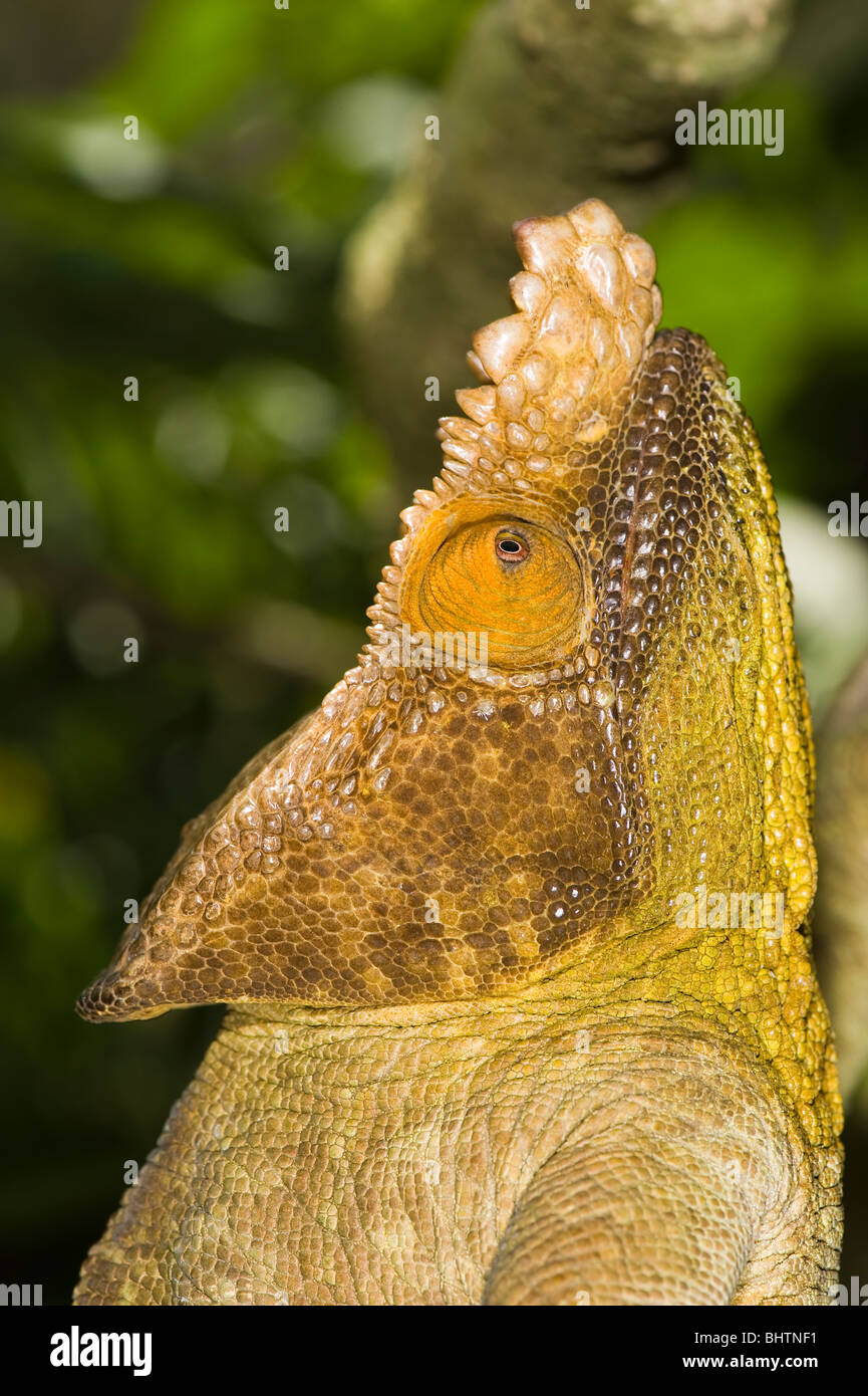 Parson's chameleon (Calumma parsonii), Madagascar Stock Photo Alamy