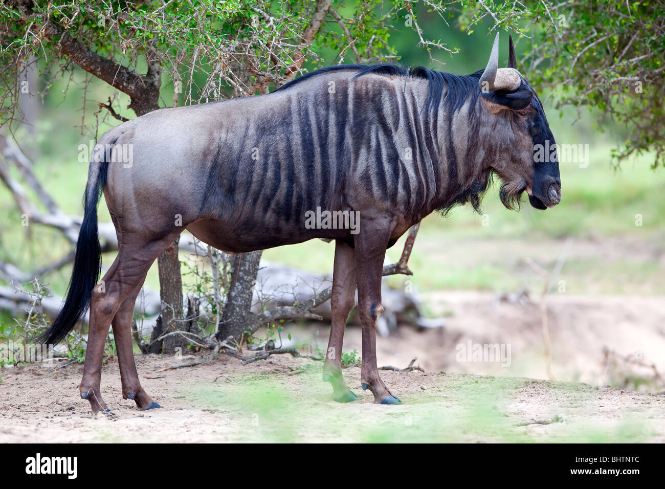 Blue wildebeest photographed in the African bush Stock Photo