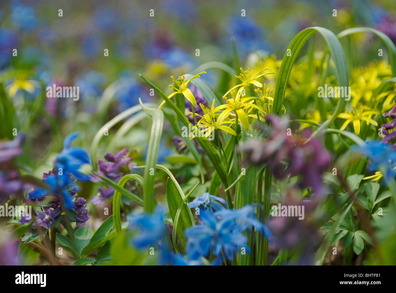Vernal flowers, Snowdrops, Spring field flowers in the forest, Yellow
