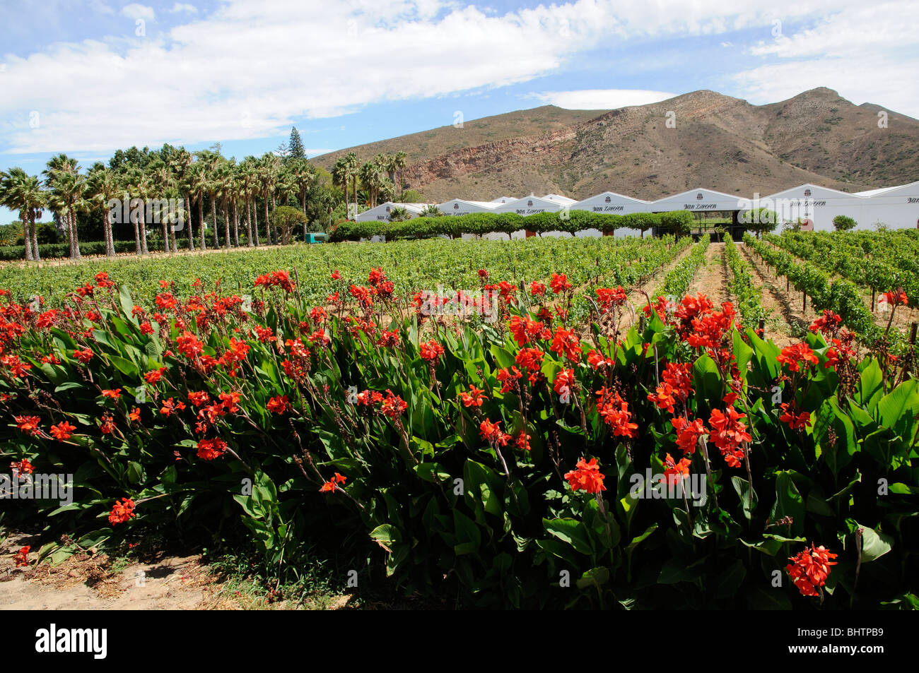 Van Loveren wine cellars vines and red Canna Lily plants at Robertson