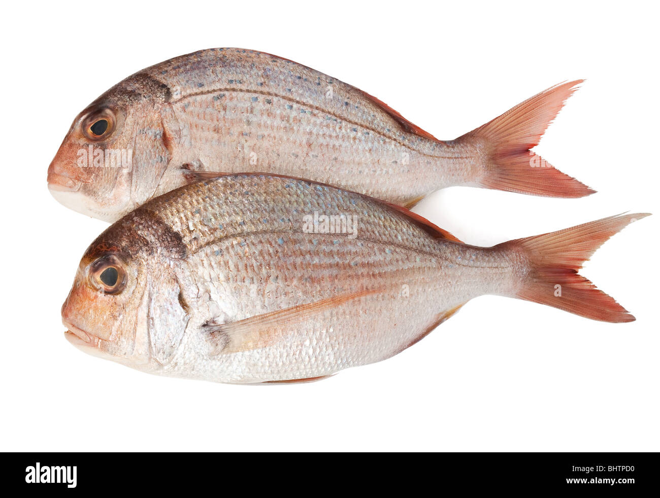 fresh pink sea bream (pagellus) isolated on white background Stock Photo