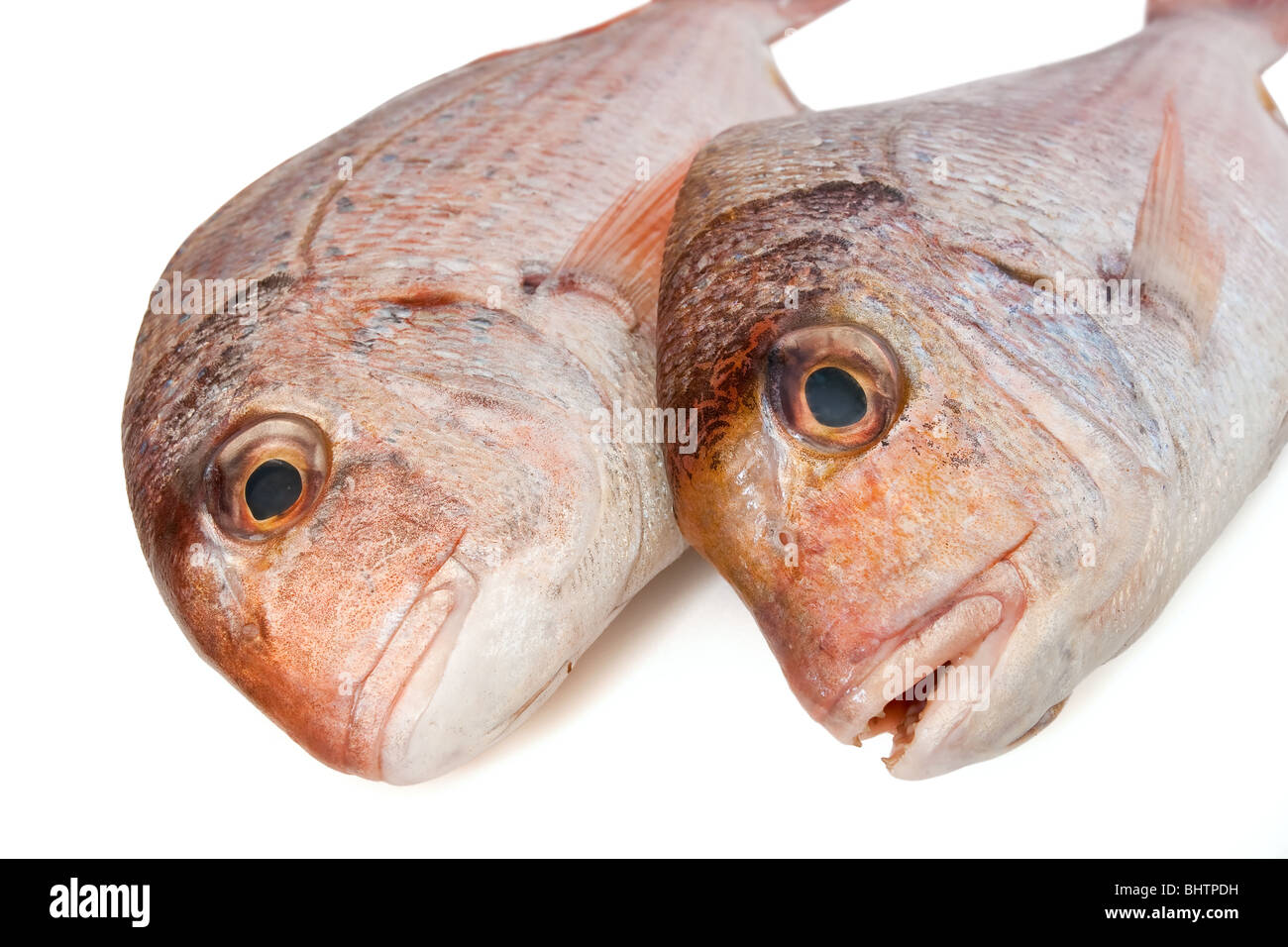 closeup of two pink sea bream (pagellus) isolated on white background Stock Photo