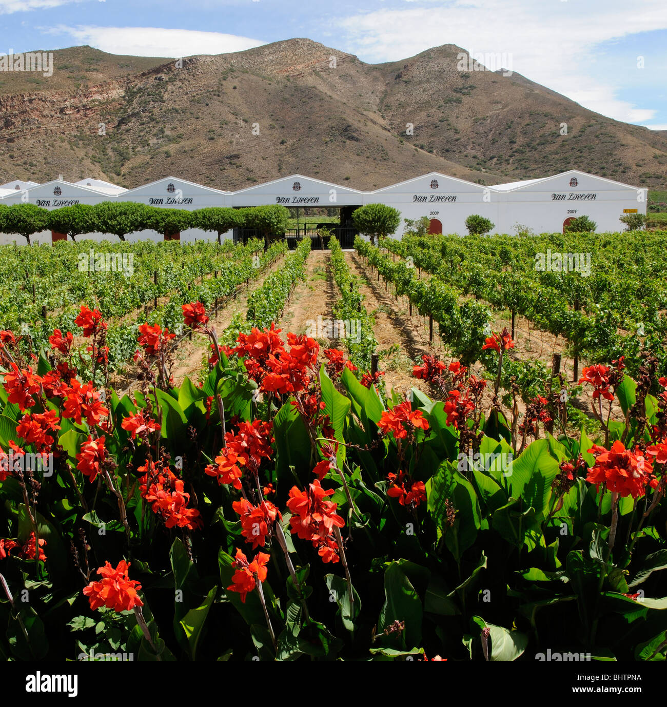 Van Loveren wine cellars vines and red Canna Lily plants at Robertson