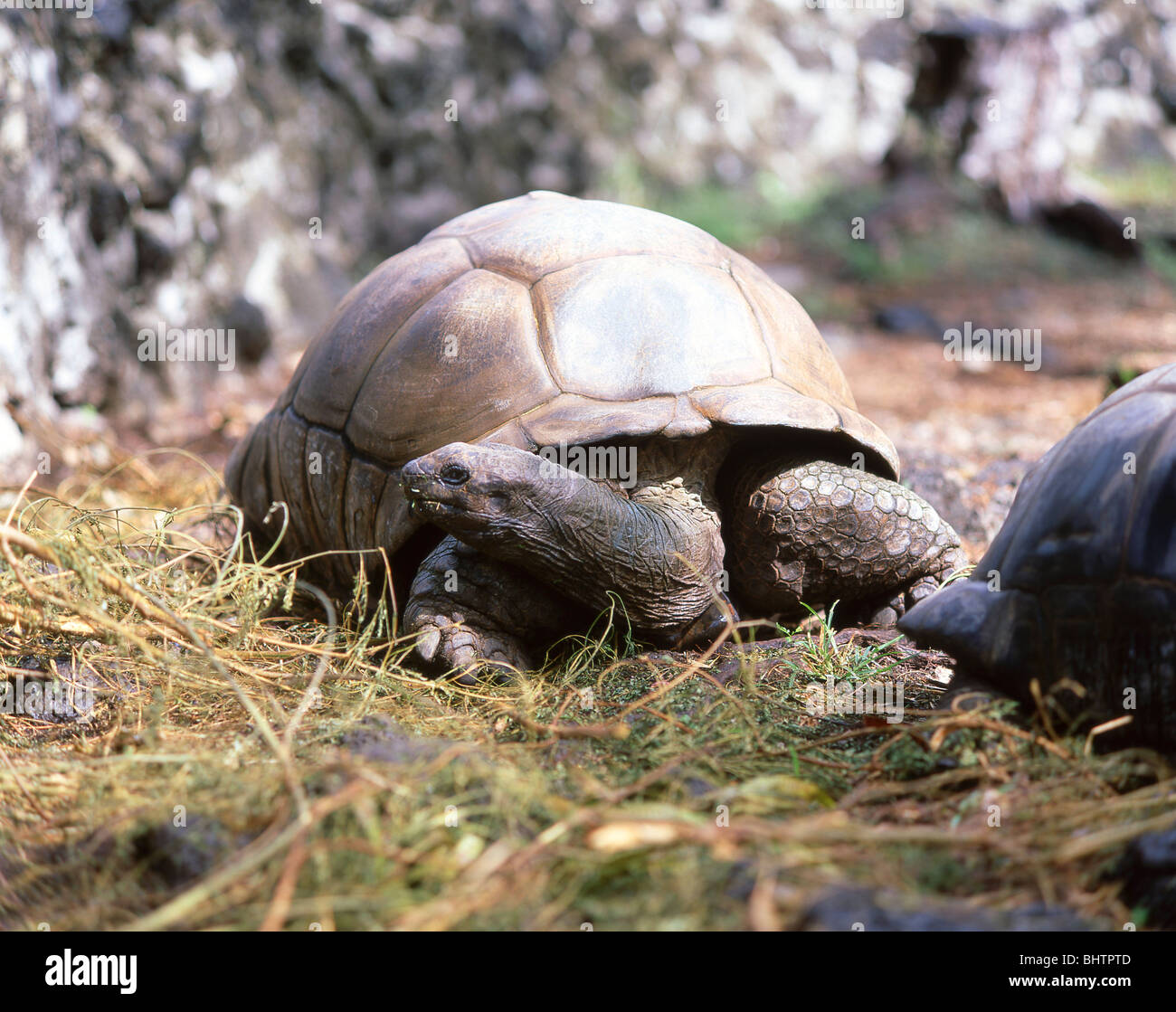 Giant Aldabra Tortoise, La Digue, Inner Islands, Republic of Seychelles Stock Photo