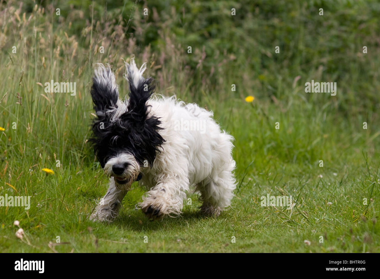 Cockerpoo hi-res stock photography and images - Alamy
