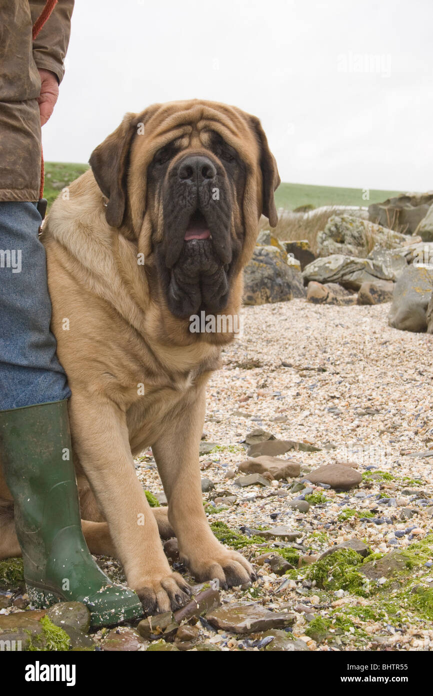 portrait English bull mastiff on beach sitting beside owner Stock Photo