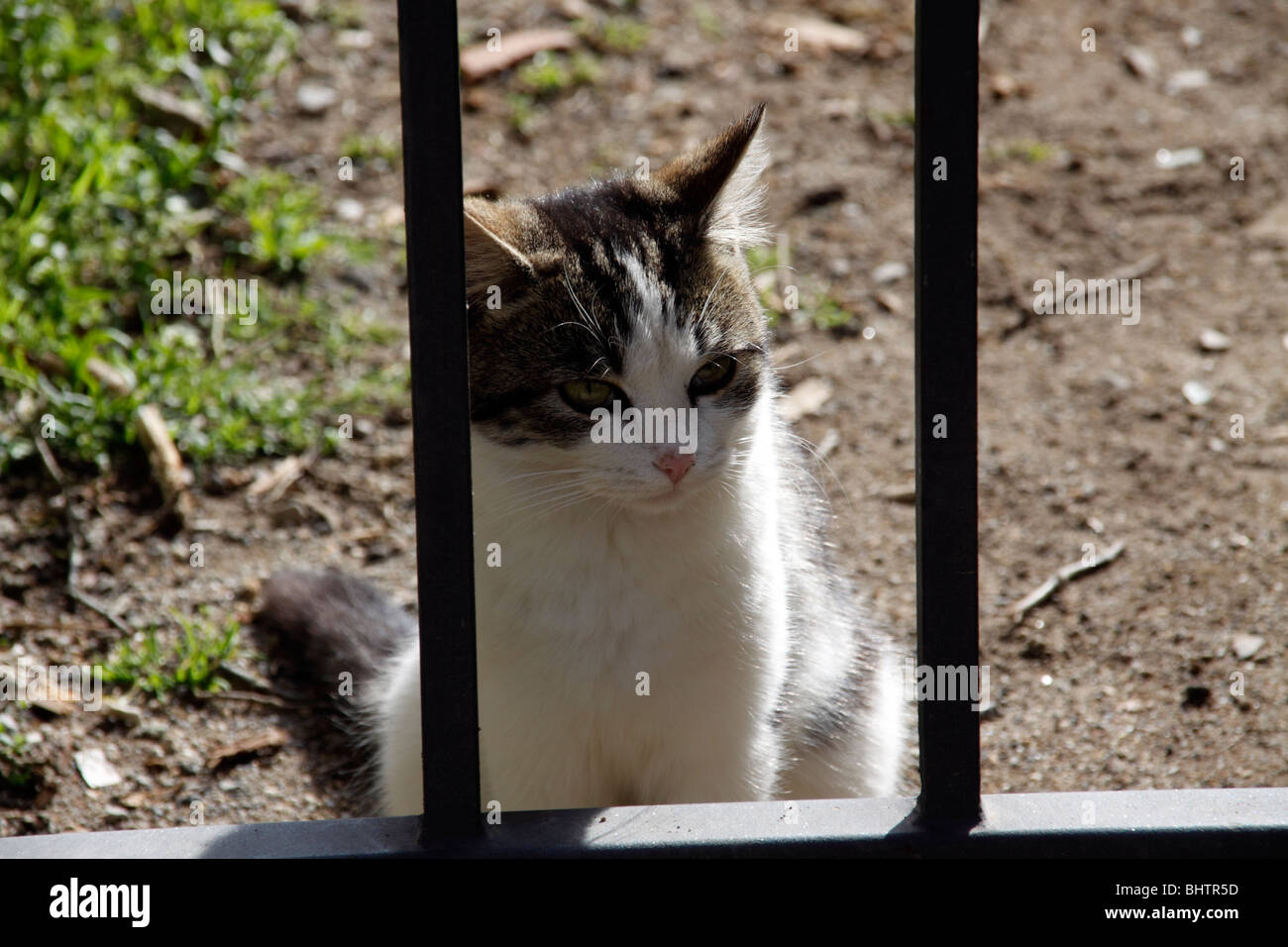 A cat Stock Photo