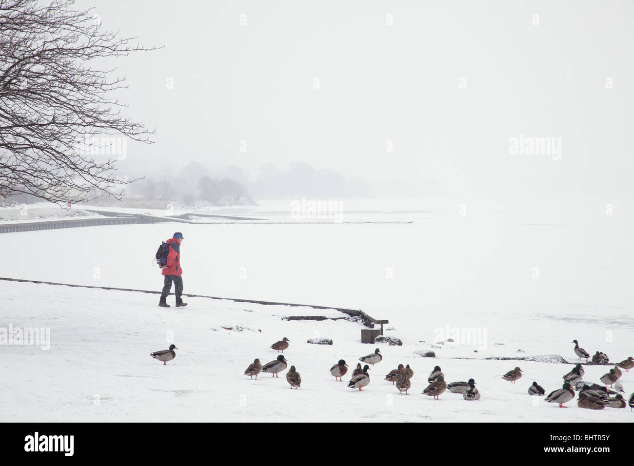 Man walking in winter snow beside a frozen Castle Semple Loch, Clyde Muirshiel Regional Park, Lochwinnoch, Scotland UK Stock Photo